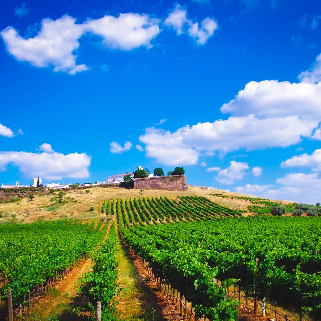 Vinha em Estremoz, Alentejo, Portugal.