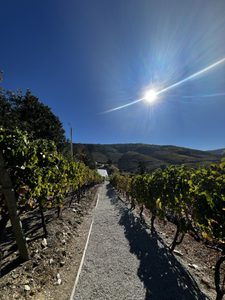 Passeio por entre os socalcos do Vale do Douro.