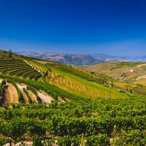 Socalcos das vinhas do Alto Douro Vinhateiro em Setembro, durante a época das vindimas.